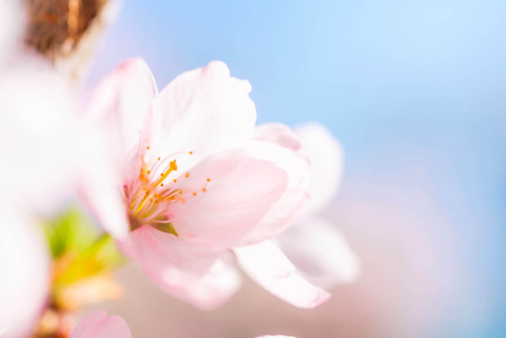 桜の画像1